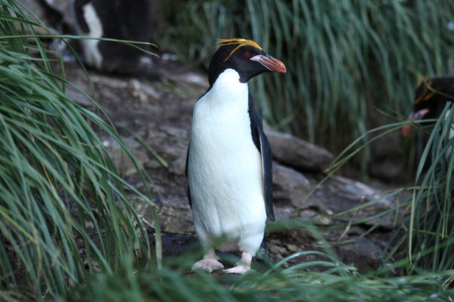 Macaroni Penguin 