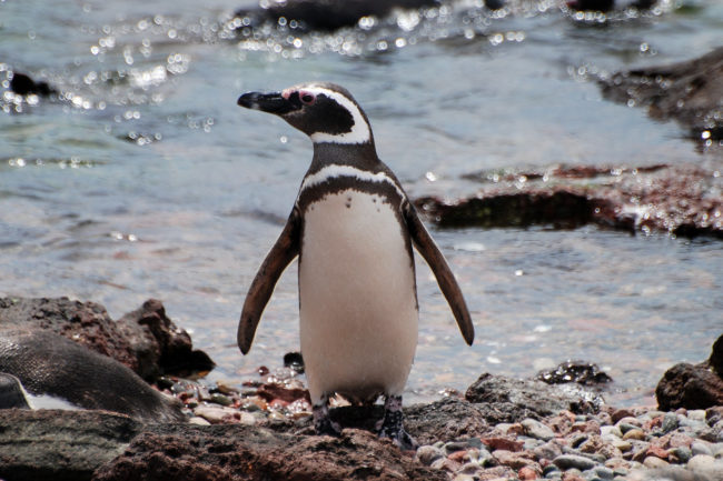 Magellanic Penguin