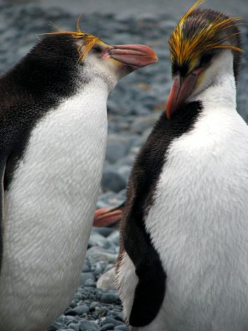 Royal Penguins