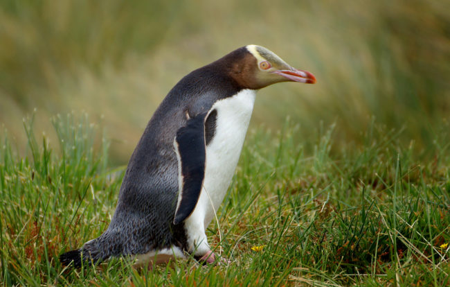 Yellow-eyed Penguins