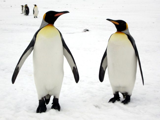 king penguins