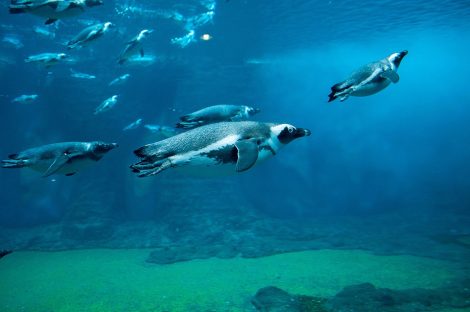 African penguins while hunting