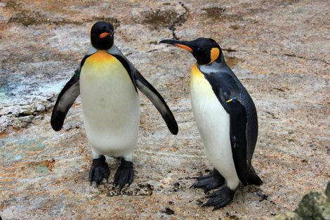 King penguins