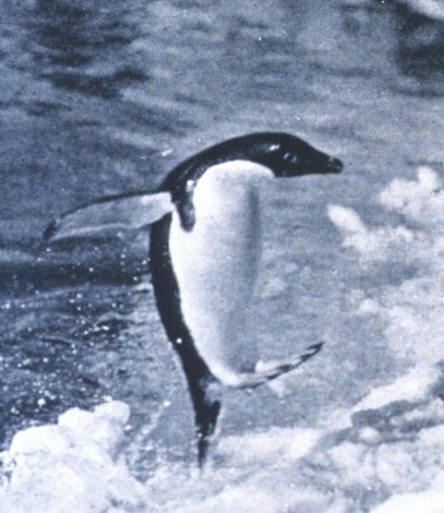 Penguin jumping onto the ice surface from the water