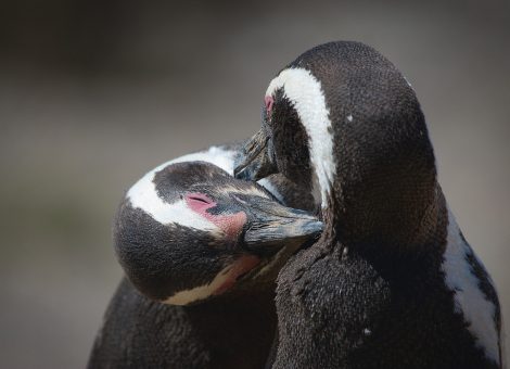 Magellanic penguin couple kissing each other