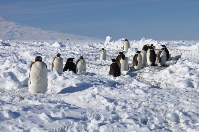 Antarctica’s natural ice and penguins