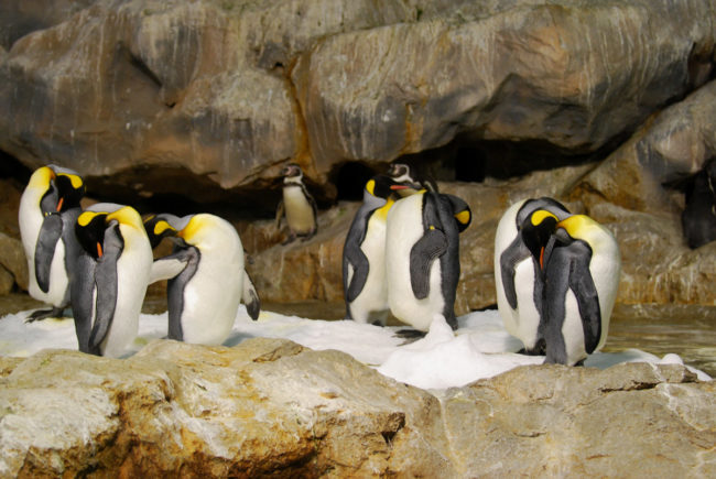 Penguin Sleeping Together Standing Up