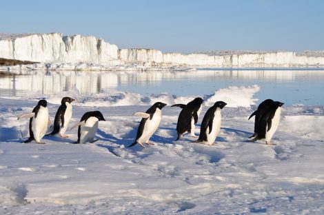 Penguin getting themselves warm