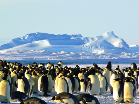 Penguins staying warm in group