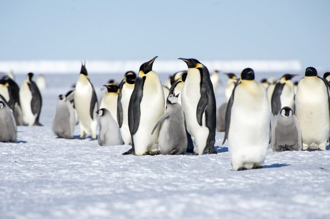 Emperor penguins