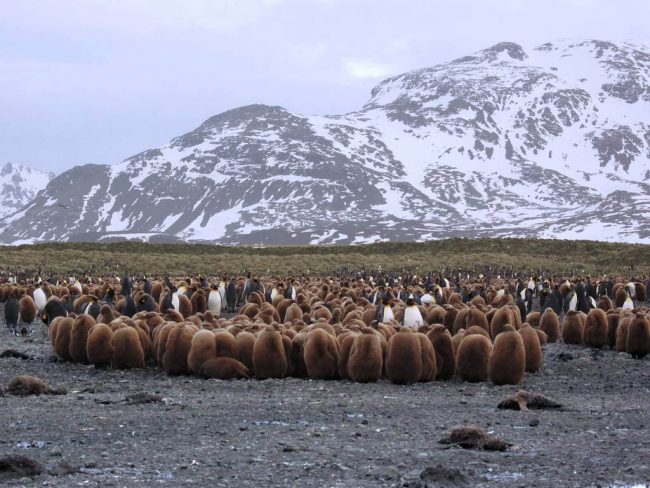 Huddling King penguins and chicks