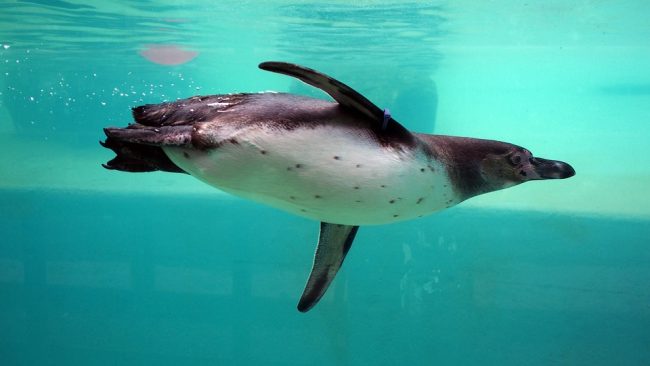 Swimming Adelie penguin