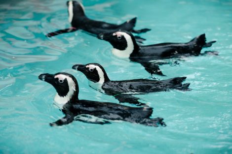 African penguins