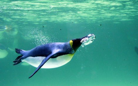 Emperor penguin releasing air bubbles while swimming