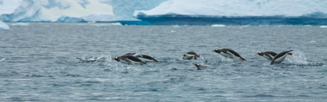 Penguins jump in the water