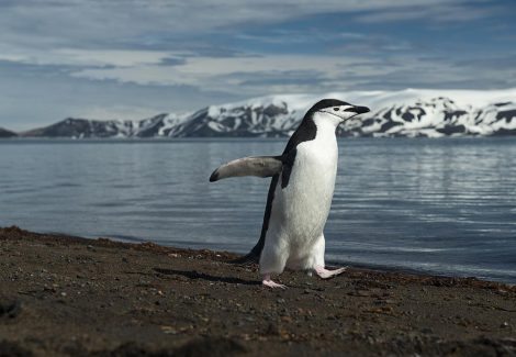 Chinstrap penguin