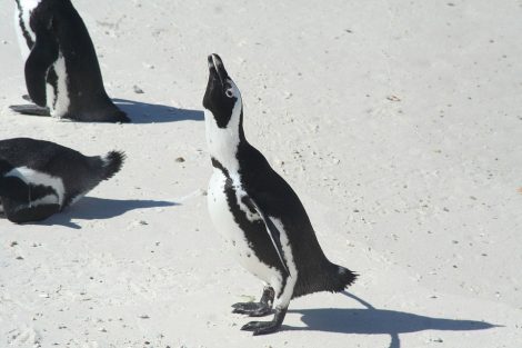 Endangered African penguins