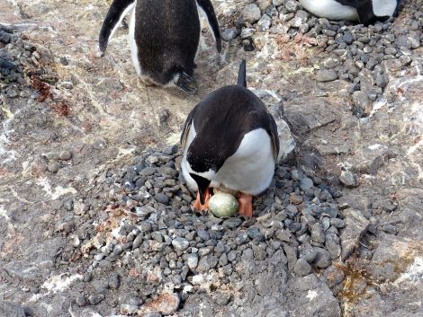 Gentoo penguin laying egg