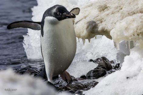 A happy penguin