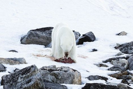 Polar Bear