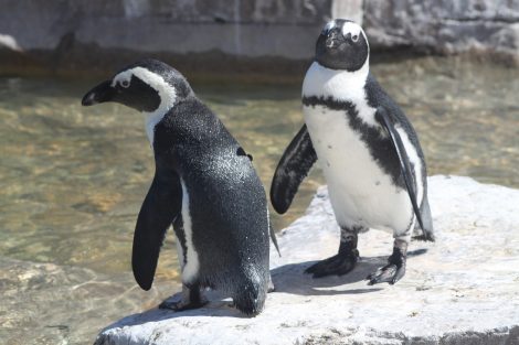 African penguins