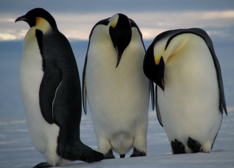 Emperor penguins