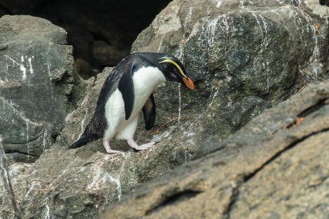 Fiordland Crested Penguins