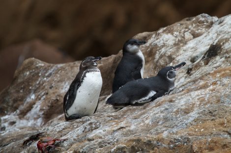 Galapagos penguin