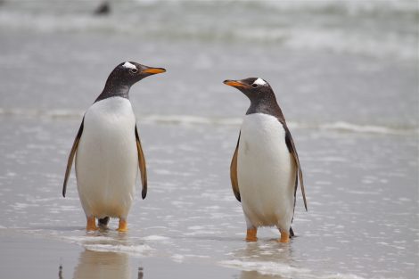 Gentoo Penguins