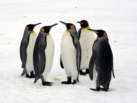 King Penguins 