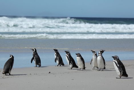 Magellanic Penguins