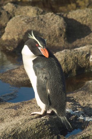 Snares Penguin