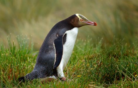 Yellow eyed penguin