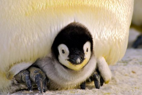 Adult emperor penguin incubating the chick