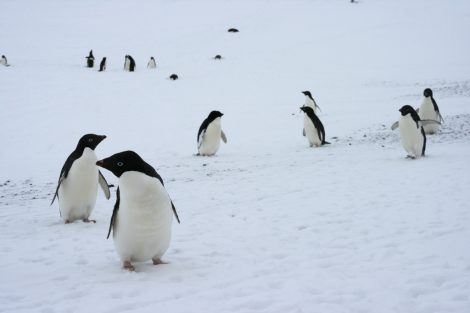 Adelie penguins