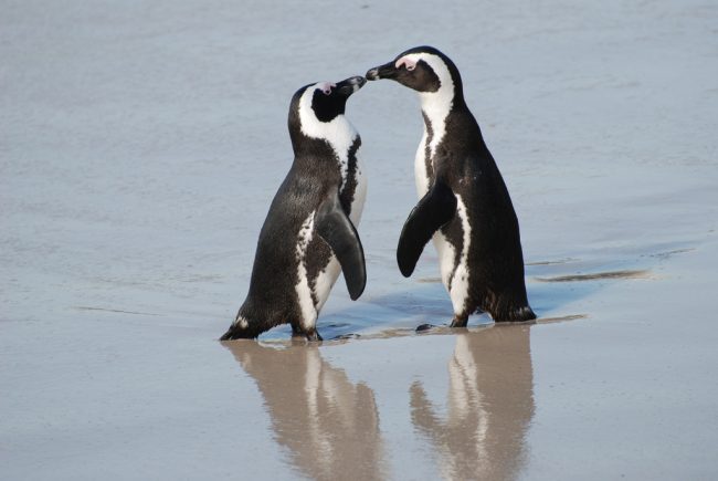 African penguins