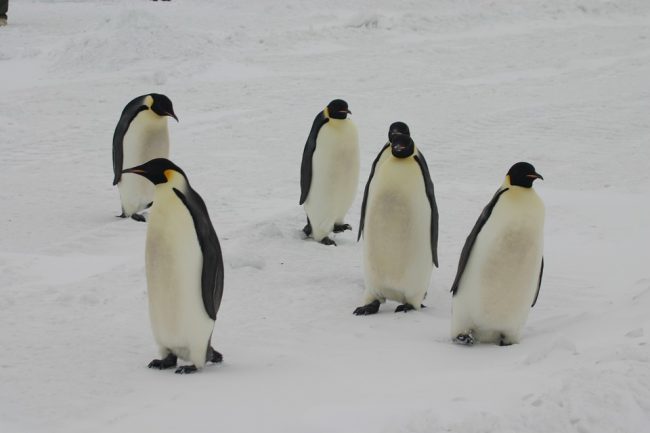 Emperor penguins