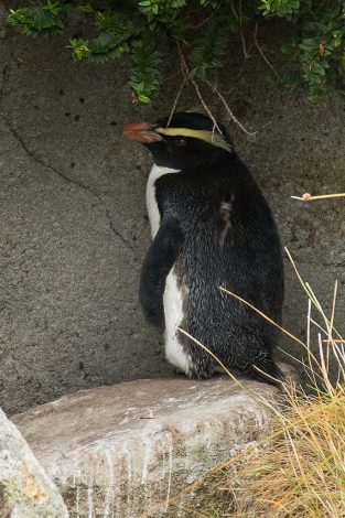 Fiordland penguin