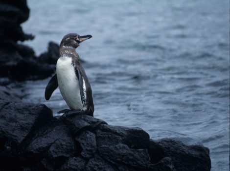 Galapagos penguin