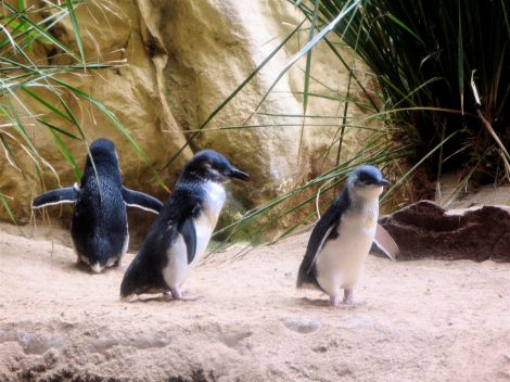 Little penguins