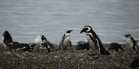 Magellanic penguins