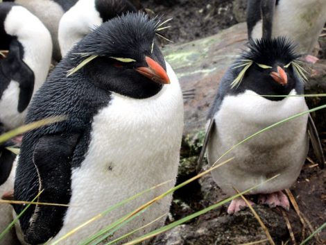 Rockhopper penguins