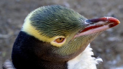 Yellow-eyed penguin