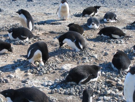 A group of Adelie penguins