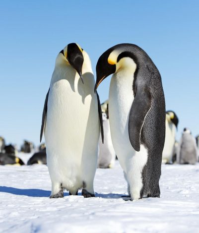 Emperor penguins