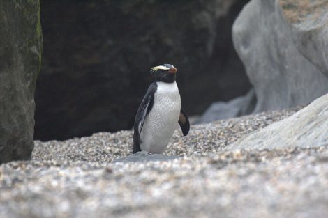 Fiordland penguin