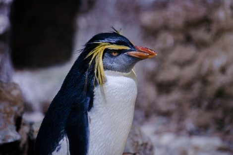 Rockhopper penguin