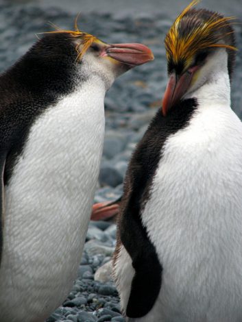 Royal penguins