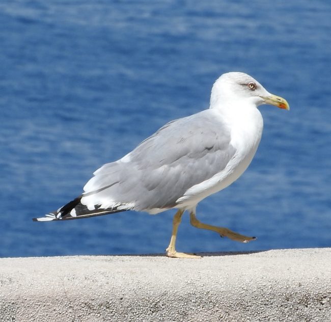 Gull