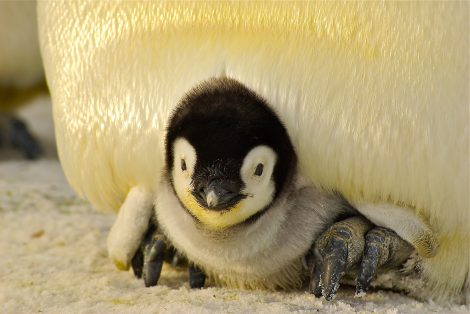 penguin with baby chick